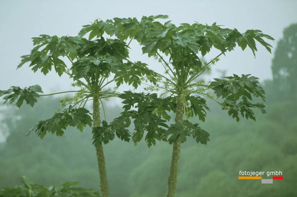 Ghana Kakum Park papaya